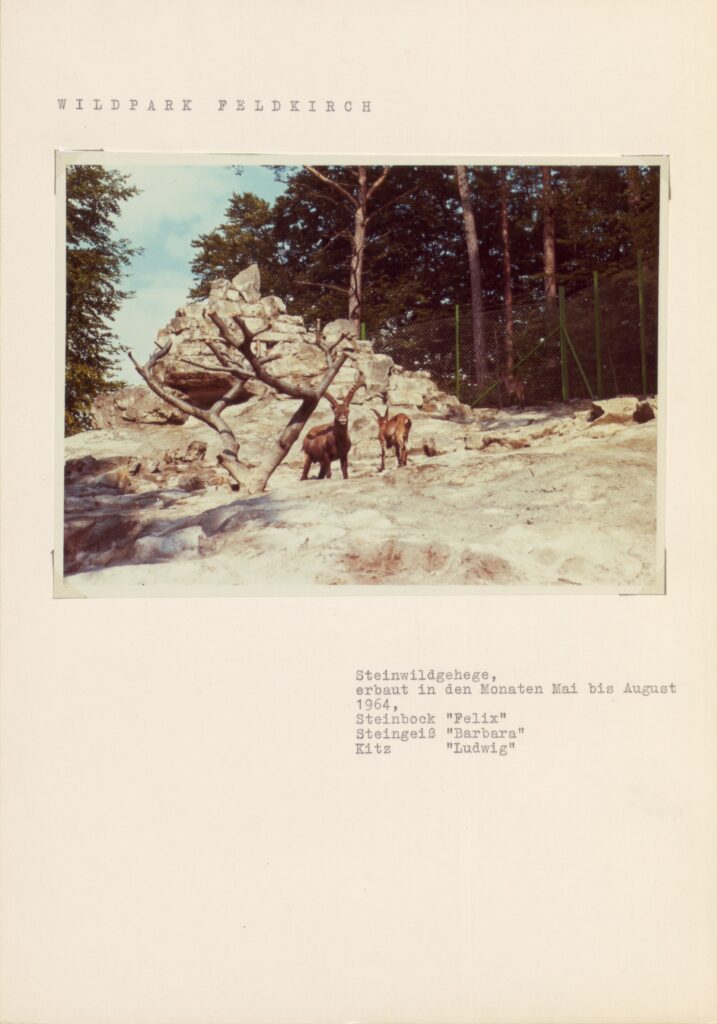 Recinto per stambecchi, costruito nei mesi da maggio ad agosto del 1964. Stambecco Felix, stambecca Barbara e capretto Ludwig, Feldkirch, anni 1960.