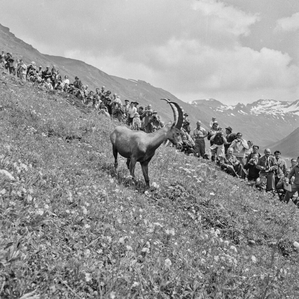 L' introduzione dello stambecco Felix a Vergalda il 4 luglio 1960 (Foto: Oskar Spang, Archivio della città di Bregenz)